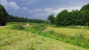 Landschaftspflegerische Ausführungsplanung im Zuge des Ausbaus der B 27 in Göttingen