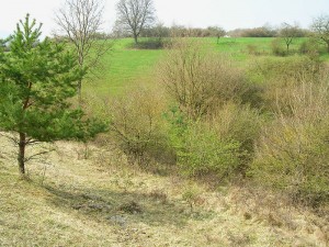 Landschaftspflegerischer Begleitplan und Artenschutzrechtliche Prüfung zum Neubau der B83n als Ortsumgehung im Raum Bad Karlshafen