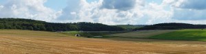 Landschaftspflegerische Ausführungsplanung zum 6-streifigen Ausbau der A 7 am Autobahnkreuz Salzgitter