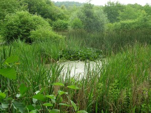 Pflege- und Entwicklungskonzept - Teich im Wurzelbruchpark, Gemeinde Bovenden