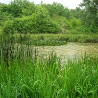 Pflege- und Entwicklungskonzept - Teich im Wurzelbruchpark, Gemeinde Bovenden