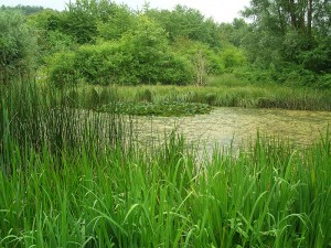 Pflege- und Entwicklungskonzept - Teich im Wurzelbruchpark, Gemeinde Bovenden