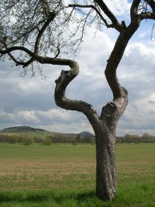 Landschaftspflegerischer Begleitplan und Artenschutzrechtliche Prüfung zum Ausbau der K 23 mit Anlage eines Geh- und Radweges