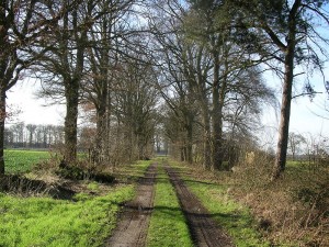 Landschaftspflegerischer Begleitplan und Artenschutzrechtliche Prüfung zum Ausbau der Tank- und Rastanlagen Gescher Hochmoor Ost und West