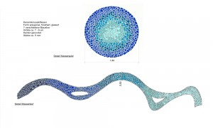 Theologicum – Wasserspiel