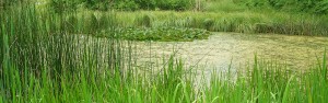 Pflege- und Entwicklungskonzept - Teich im Wurzelbruchpark, Gemeinde Bovenden